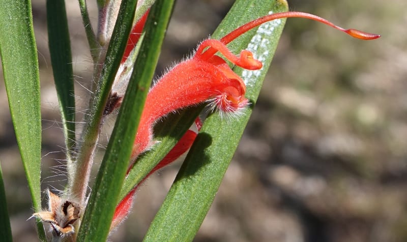 Adenanthos barbiger, Davidson, C 13472--Australia. W.A. Albany Hwy, odom 33.5. 28 Oct 2016. DSC05957 (37).JPG