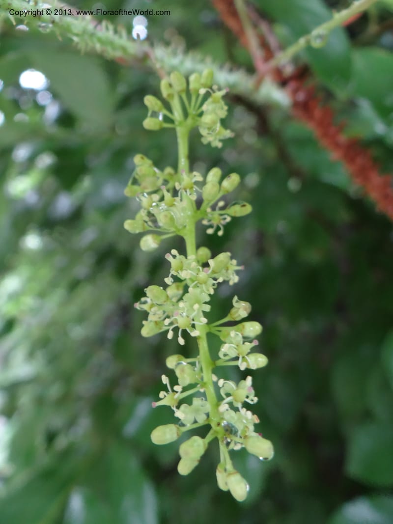 Vitis davidii, Davidson, C 12012--China. Anhui Prov. Huang Shan. 6 Jun 2012. DSC01928 (35).JPG