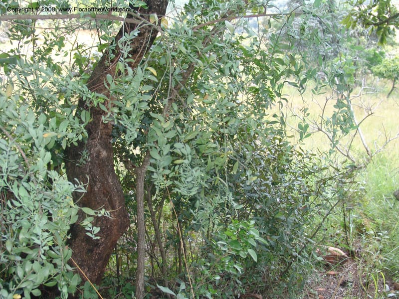 Osyris lanceolata--So.Africa. Mpumal. Buffelskloof Private Nat. Res. 17 Mch 05. 243.jpg