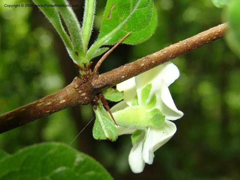 Tapiphyllum, PEzrom262--Tanz. Mahenge F. R.  Mahenge-Ifakara. 16 Feb 06. 159.jpg
