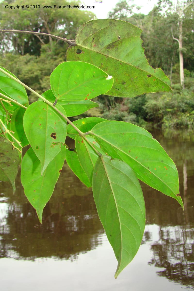 Rourea, RVasquez34844--Peru. Loreto. Dist. Nauta. Qbda Nawapa, Rio Tigre. 11 Nov 08. 267.jpg
