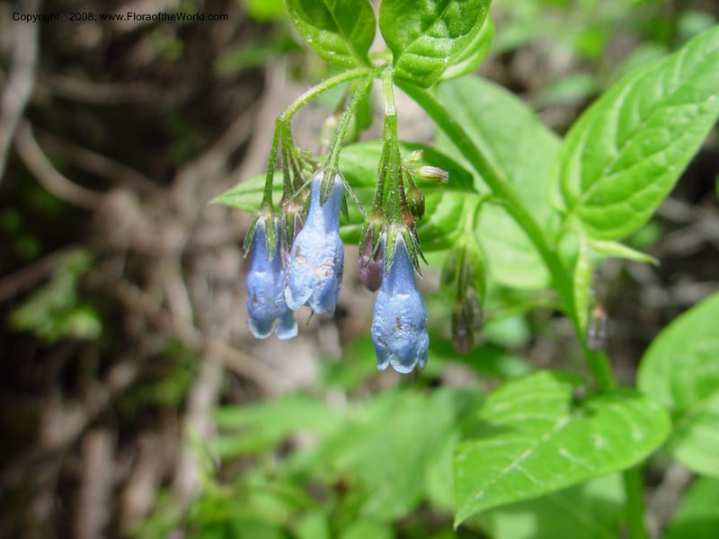 Mertensia paniculata--ID. Idaho Co. Ca. 30 mi N of McCall. 12 Jun 03. 069.jpg