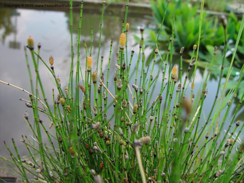 Equisetum variegatum--France. Paris. Jardin du Plantes. No. 3. 30 May 03. 076.jpg