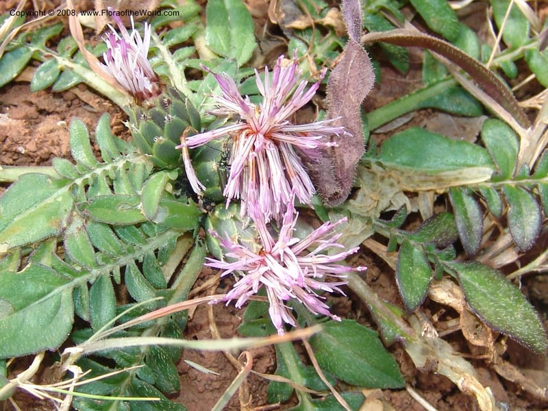 Centaurea raphanina ssp raphanina--Crete. Ep. Kisamos. Sirikari Gorge. 25 May 05. 016.jpg