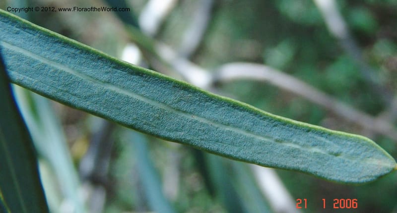 Boscia longifolia, Rogers, Z 927-Madagascar, Berenty, 21 Jan 2006 210 (7).jpg