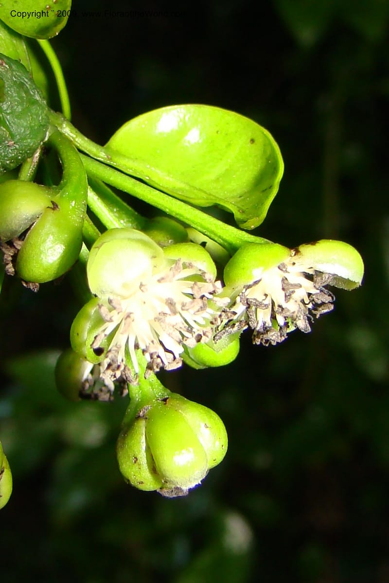 Barbeuia madagascariensis, Z. Rogers 1242--Madag. Prov. Fianar. E of Ifanadiana.15 Jan 09. 024.jpg