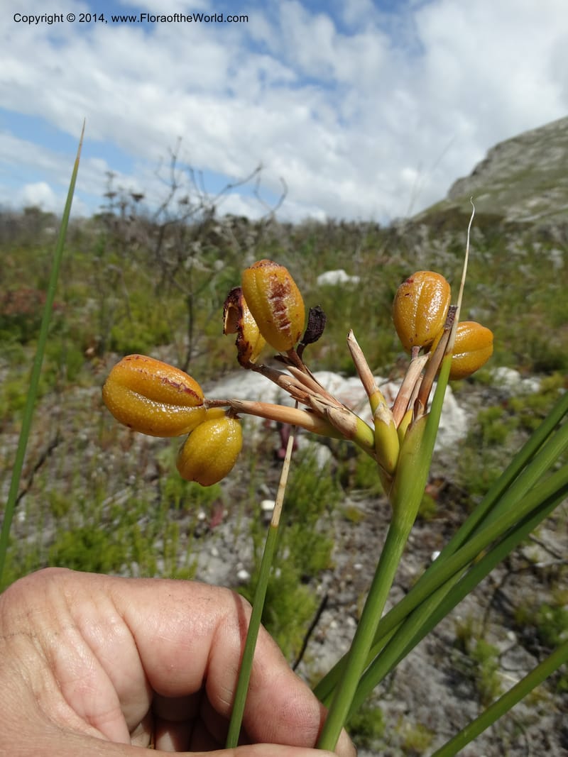 Bobartia indica, Davidson, C 12312--South Africa. Western Cape. E. side, Fernkloof. 24 Jan 2014. DSC01799 (54).JPG