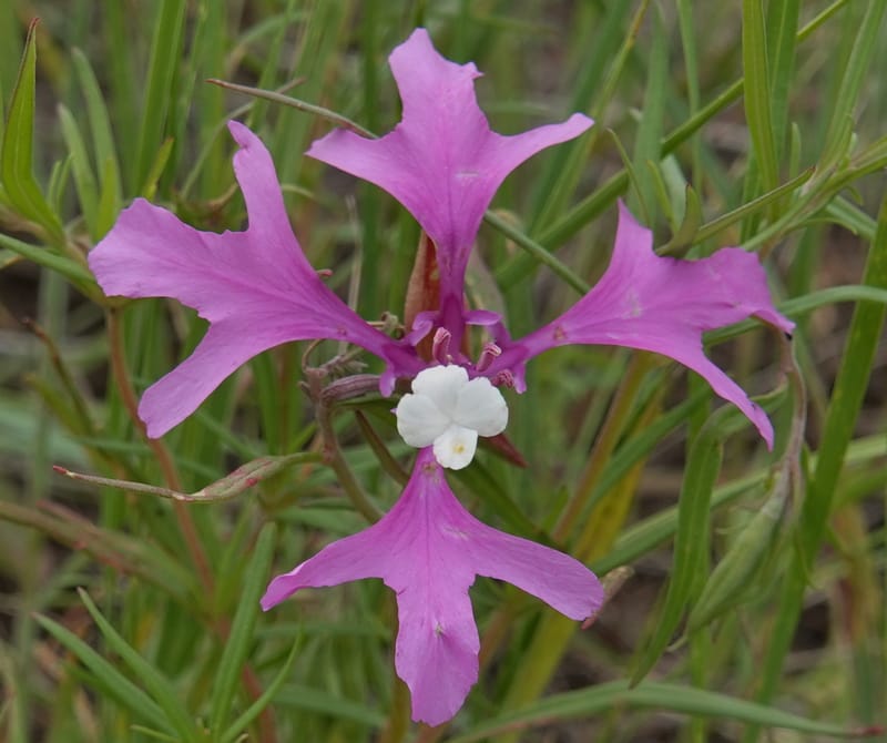 Clarkia pulchella, C. Davidson 13768--Oregon. Wallowa Co. Upper Camp Creek Canyon. 4 Jun 2018. DSC04733 (58).JPG