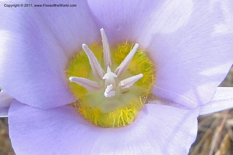Calochortus macrocarpus, Davidson, C 11891--Idaho. Ada Co. Boise Foothills. 12 Jul 2011. 013 (4).jpg