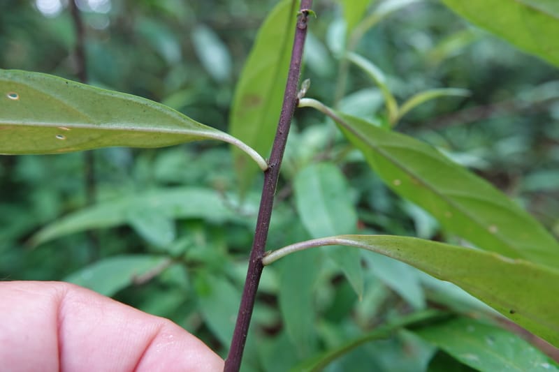 Polygala karensium, D. Boufford 44124--China. Yunnan. Da Wei Shan. 2 May 2018. DSC01093 (19).JPG