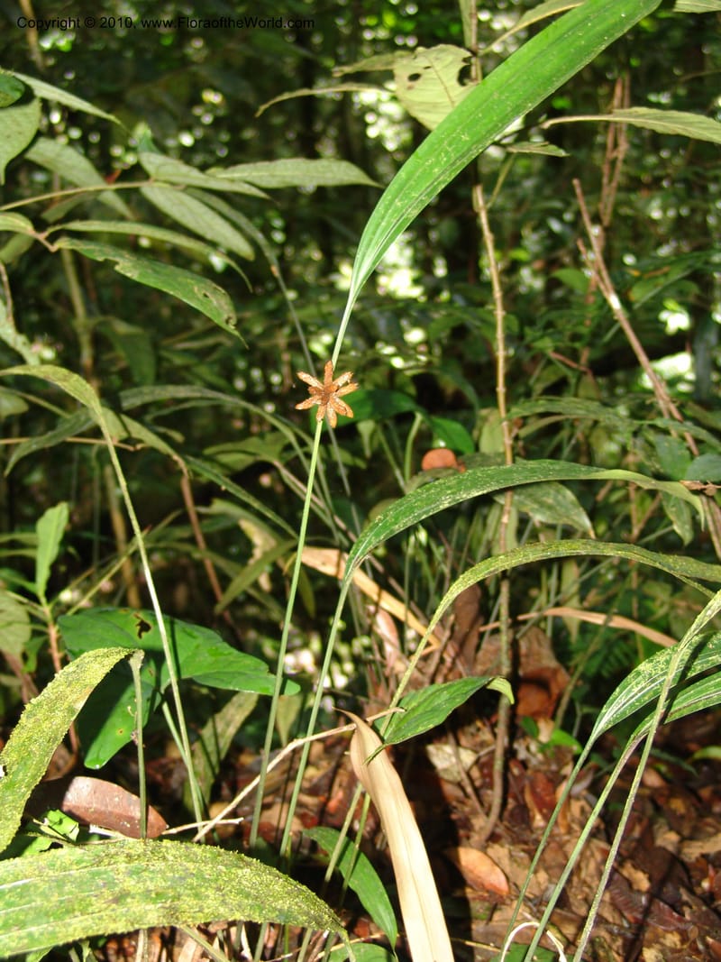 Mapania mannii, MLeal1090--Gabon. Prov. Estuaire. Monts de Cristal. 13 Apr 06. 328.jpg