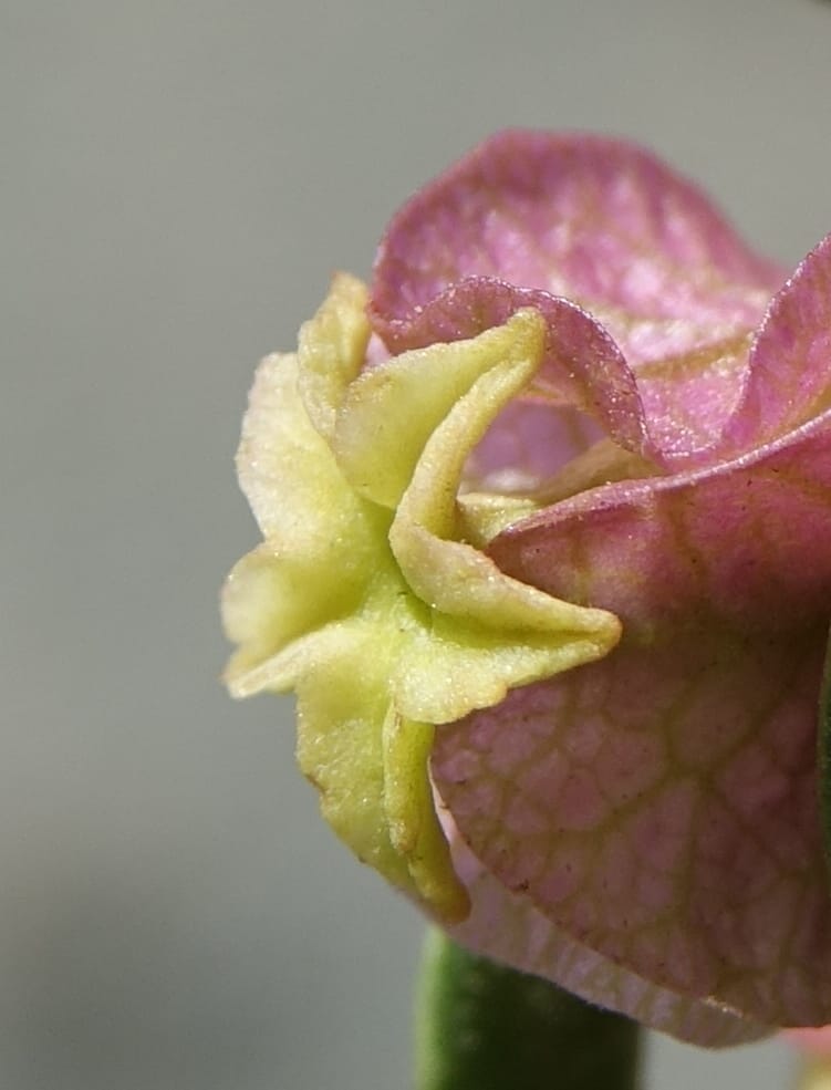 Bougainvillea spinosa, Fortunato 13089--Argentina. Hwy 150 W of Jachal. 5 Feb 2018. DSC08346 (100).JPG