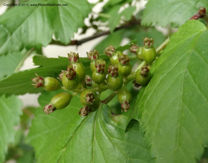 Ribes, Boufford, D 43667--China. Sichuan. GuoBaYan, HanBaiYu Shan. 12 May 2014. DSC05373 (239).JPG