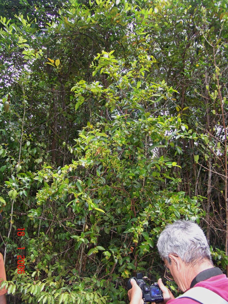 Psorospermum revolutum, Ranaivojaona, R 1379-Madagascar, 18 Jan 2006 041 (2).jpg
