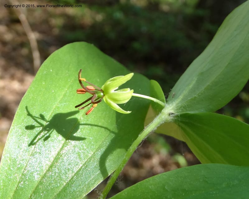 Mediola virginiana, Davidson, C 12947--North Carolina. Trans. Co. W Cradle of For. 11 May 2015. DSC03837 (68).JPG