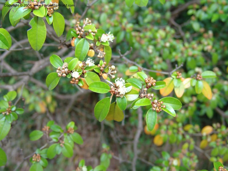 Croton pseudopulchellus--So. Africa. Durban Bot. Garden. 14 Mch 05. 157.jpg