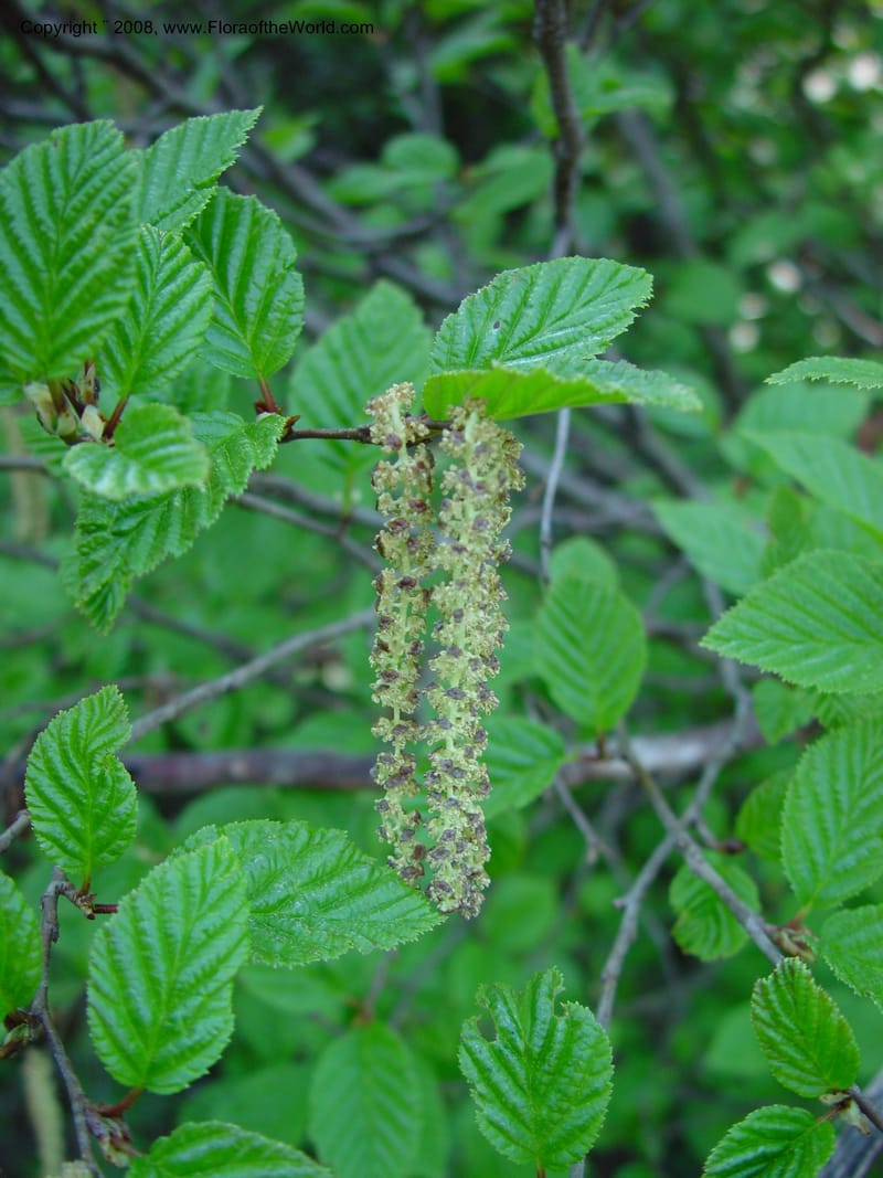 Alnus sinuata--ID. Valley Co. Payette Lake. 12 Jun 03. 027.jpg