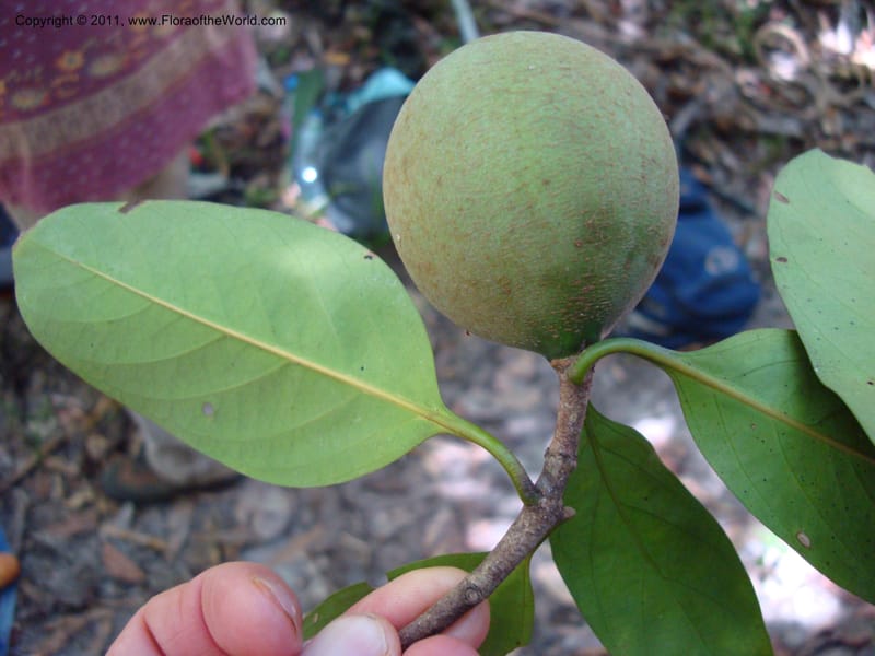 Atractocarpus, Munzinger, J 4756--New Caledonia, Prov N, Les Trois Creeks,  13 Nov 2007, (12).jpg