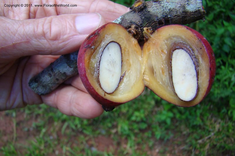 Garcinia verrucosa, Rogers 1212--Madagascar. Prov. Fianarantsoa. Ifanadiana. 12 Jan 09. 127.jpg