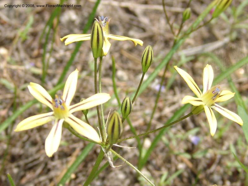 Triteleia  ixioides ssp anilina, CDavidson10913--CA.  Yosemite Nat. Pk. Glacier Pt Rd.  27 Jun 06. 144.jpg