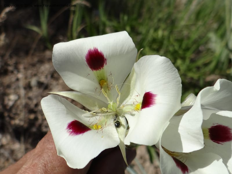 Calochortus eurycarpus, Davidson, C 12189--ID. Boise Co. 5.2 miles west of Long Gulch-Rattlesnake Cr. jct. 15 Jun 2013. DSC06555 (5).JPG