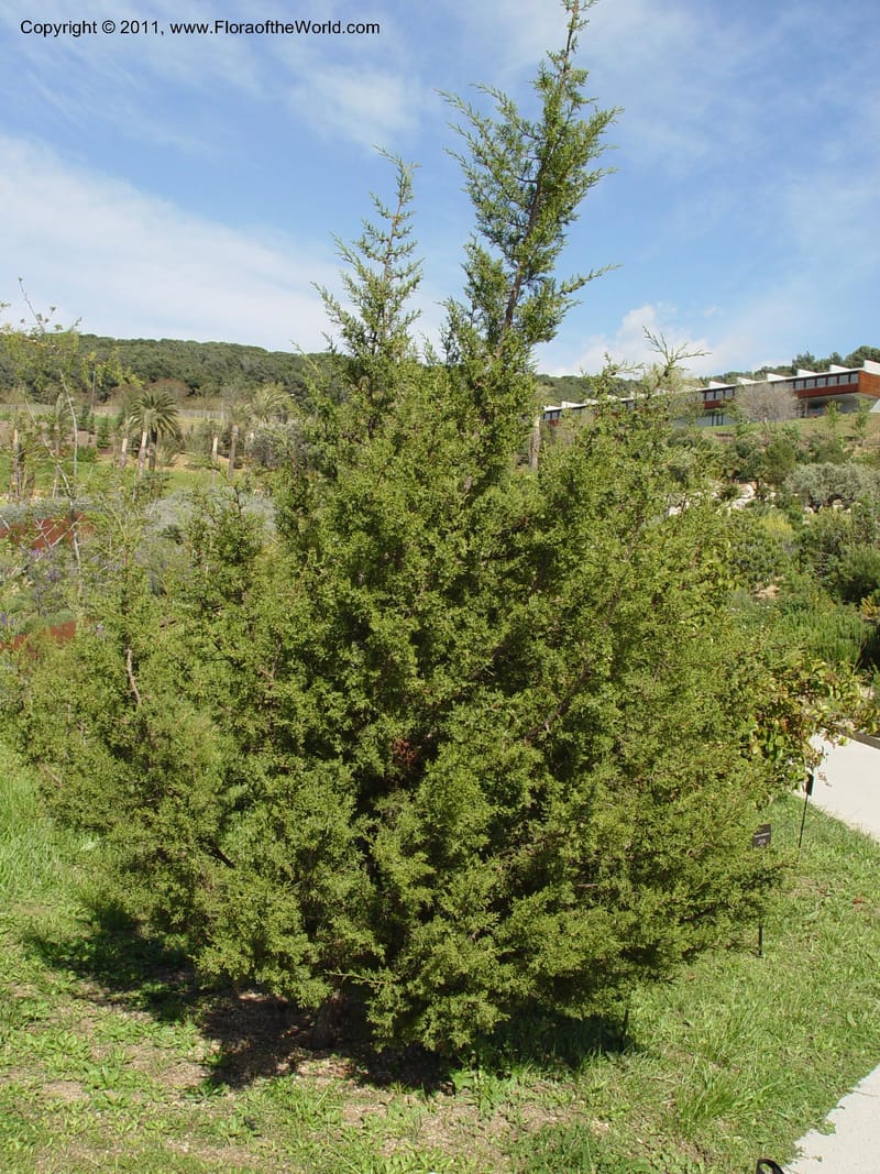 Juniperus phoenicea, 2000.0082--Spain. Barcelona Botanic Garden. CD19 Apr 04. 214.jpg