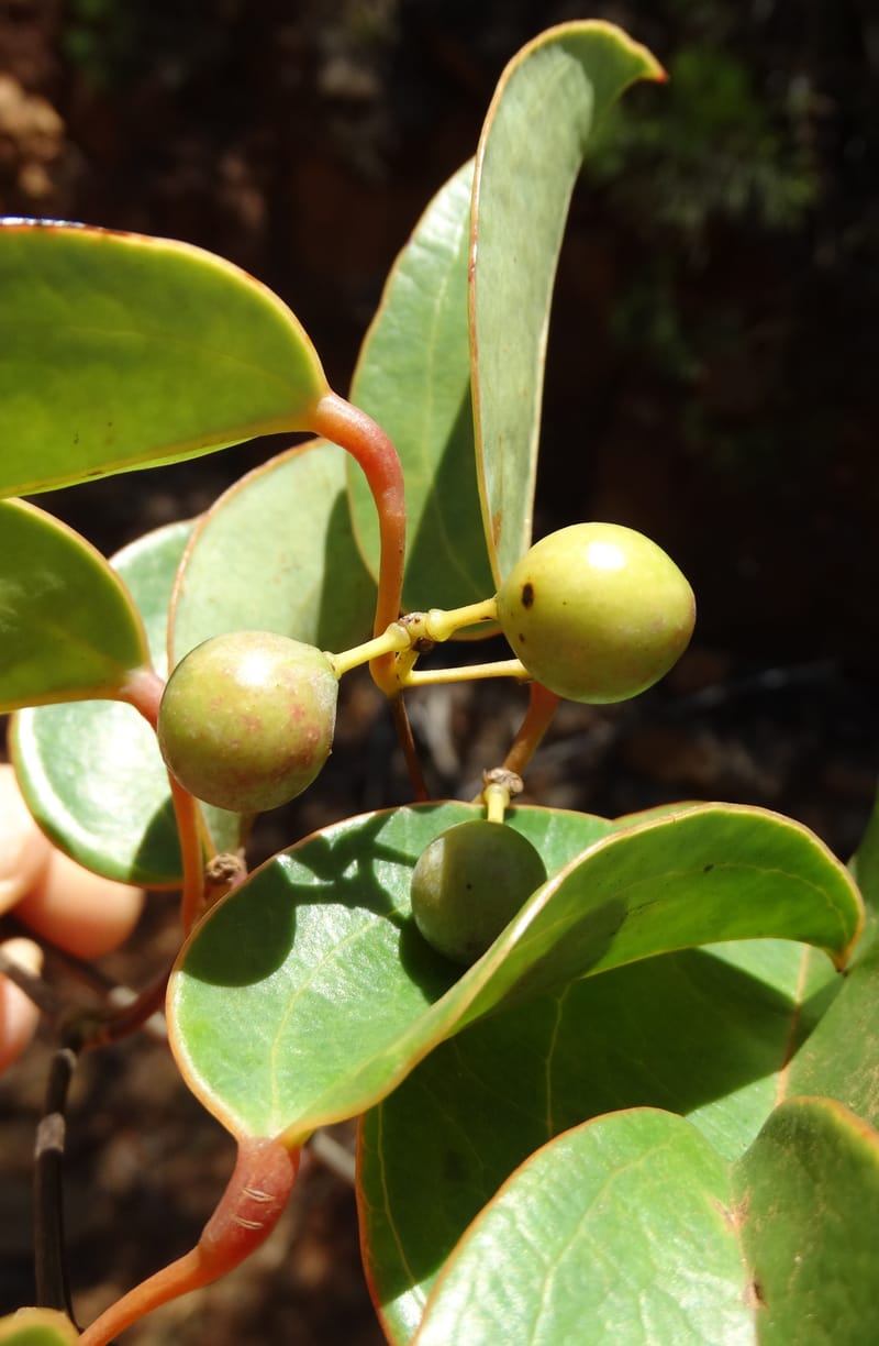 Smilax, Munzinger, J 7482--New Caledonia. PinPin. 20 Nov 2015. DSC03938 (215).JPG