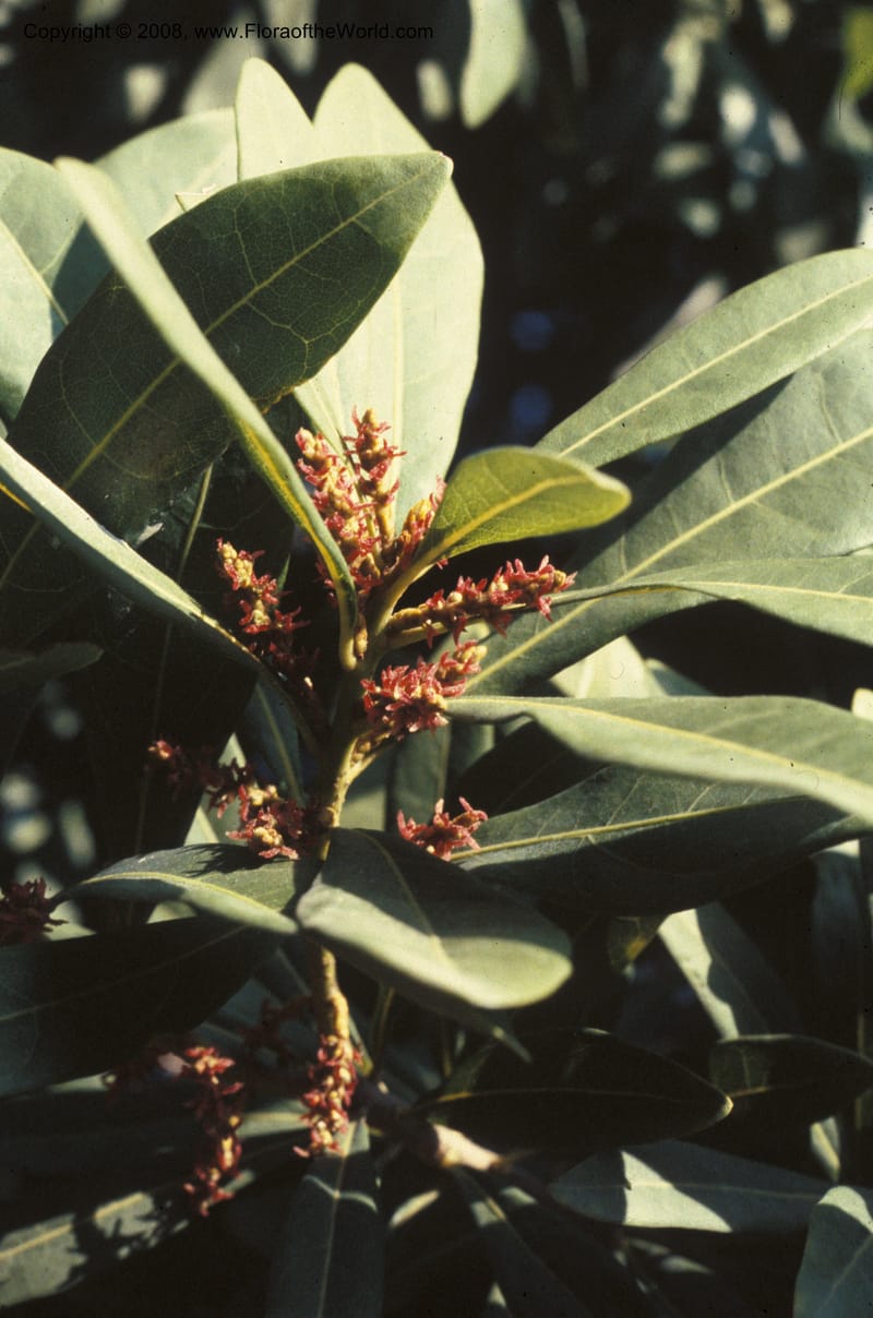 Myrica rubra--CA. UC Berkeley Bot. Garden. 23 Feb 88. 001.jpg