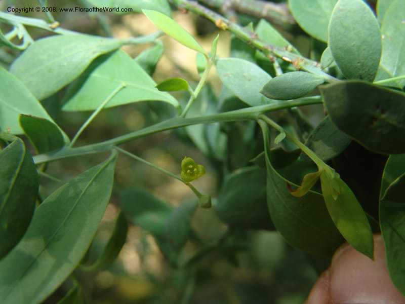Osyris lanceolata--So.Africa. Mpumal. Buffelskloof Private Nat. Res. 17 Mch 05. 237.jpg