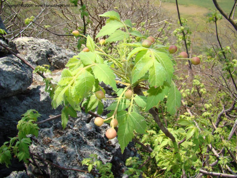 Bursera graveolens--Costa Rica. Guanac. Palo Verde Biol. Sta. 6-7 Apr 08. 101.jpg
