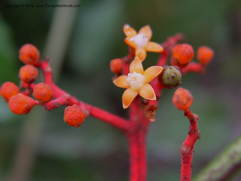 Leea guineensis--Cameroon. Mt. Cameroon. 6 Dec 03. 088a (1).jpg