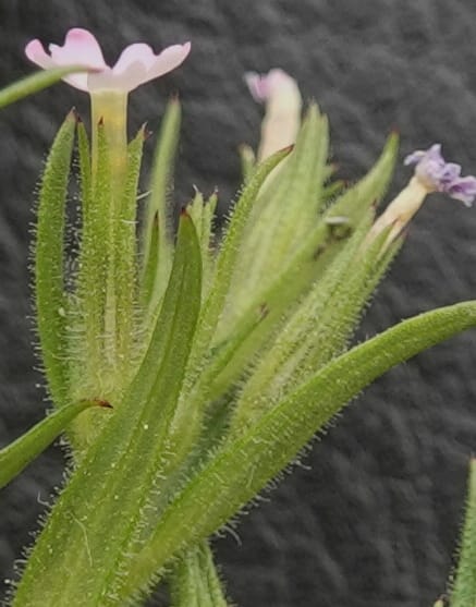 Microsteris gracilis, C. Davidson 13756--Oregon. Wallowa Co. Zumwalt.Trail Cr. Rd. 4 Jun 2018. DSC04078 (227).JPG