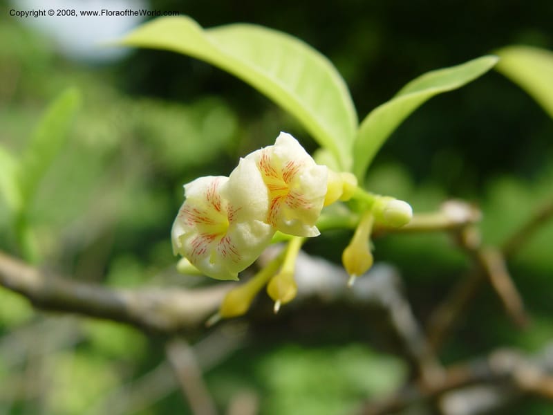 Tabernanthe iboga--Cameroon. Limbe Botanic Garden. 4 Dec 03. 178.jpg
