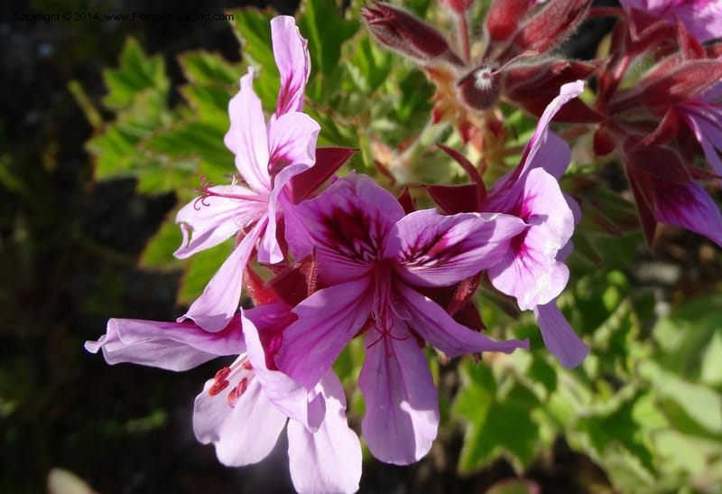 Pelargonium cucullatum, Davidson, C 12327--South Africa. Western Cape. E. side, Fernkloof. 24 Jan 2014. DSC01799 (338).JPG