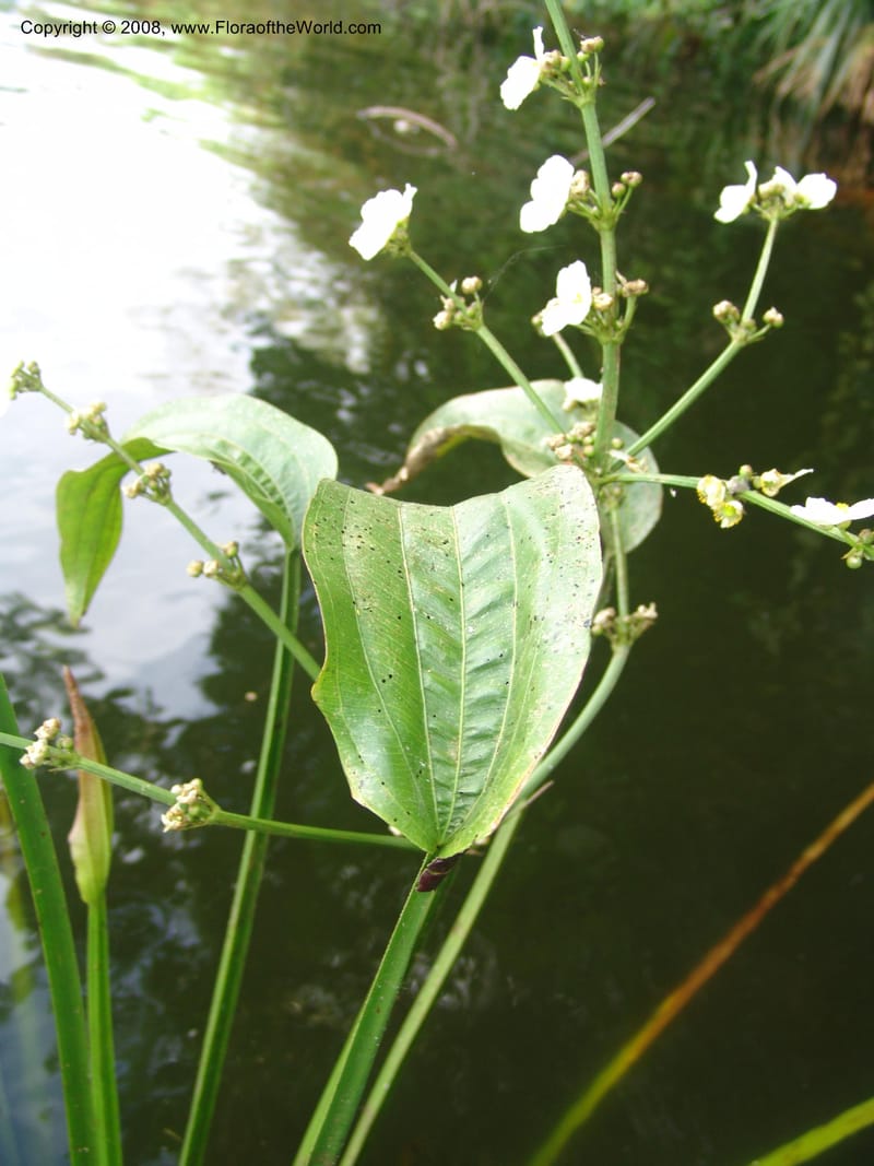Echinodorus paniculatus, AAraujo-M.1115--Bolivia. Pq. Nac. Madidi. Laguna Chalalan. 26 Nov 04.  034.jpg