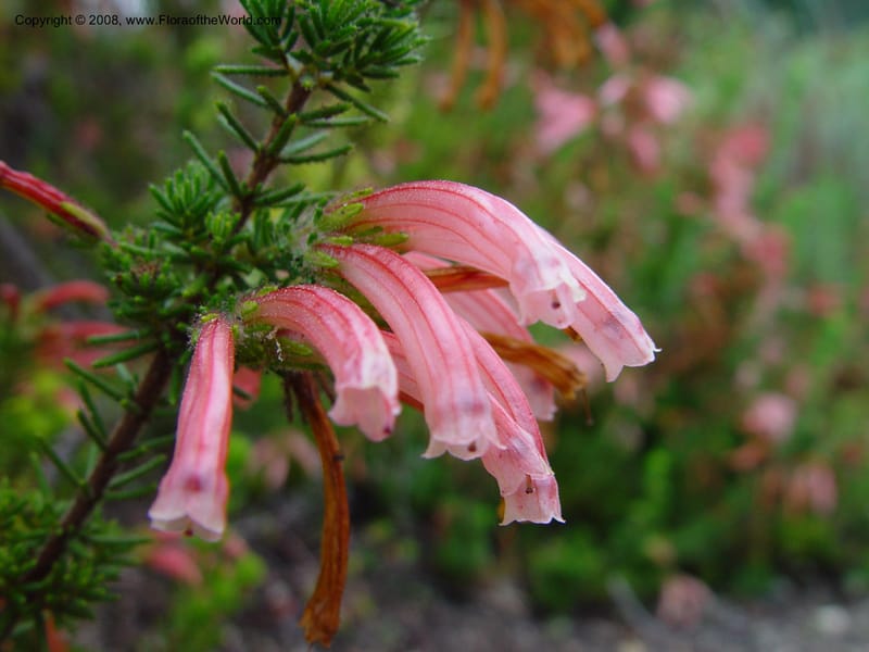 Erica viridipurpurea. 62.1071--CA. Berkeley Bot. Gard. 11 Feb 03. 065.jpg