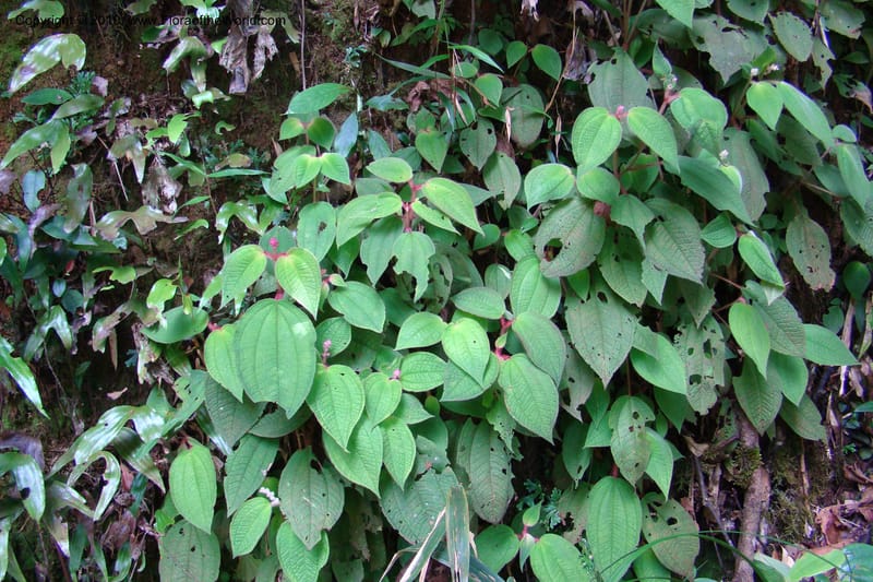 Allomorphia inaequifolia, Regalado 1746--Viet Nam. Thua Thien Hue Prov. Phu Loc Distr. Bach Ma. 13 Apr 09. 318.jpg
