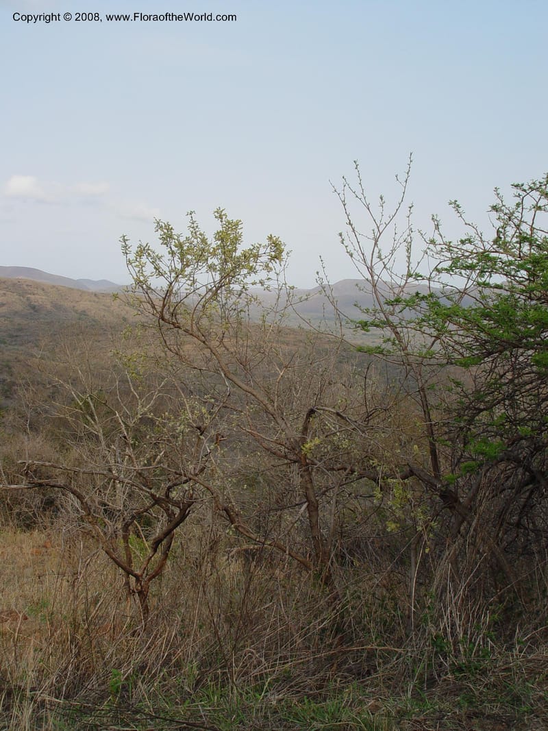 Combretum--So. Africa. KwaZuluNatal. Hluhluwe Game Res.  29 Sep 03. 016.jpg