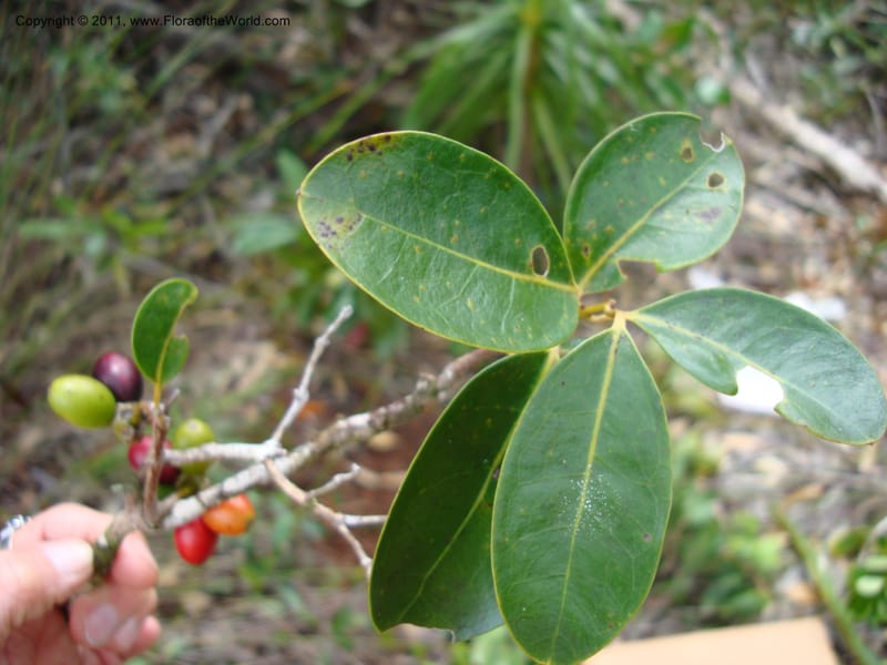 Hedycarya, Munzinger, J 4806--New Caledonia, Prov du Nord, Plateau de Poro, 16 Nov 2007  (7).jpg