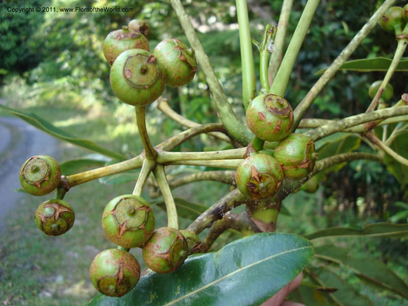Schefflera pseudocandelabrum, Lowry, P 6893--New Caledonia, ProvN, Aoupinié 15 Nov 2007 151 (12).jpg