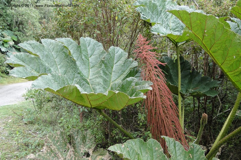 Gunnera brephogea, Ulloa 2180--Ecuador. Pichincha. Reserva Yanacocha. 11 Jun 2011. 311 (5).jpg