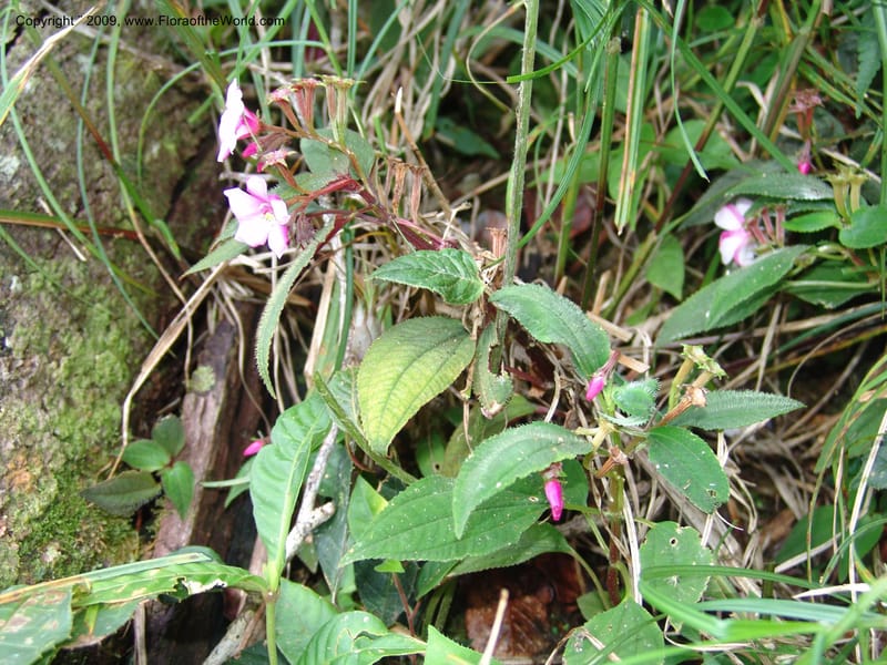 Salpinga maranonensis, DNeill15939--Ecuador. Prv. Zam. Ch. C del Condor. Wawaime plot. 22 Sep 07. 316.jpg