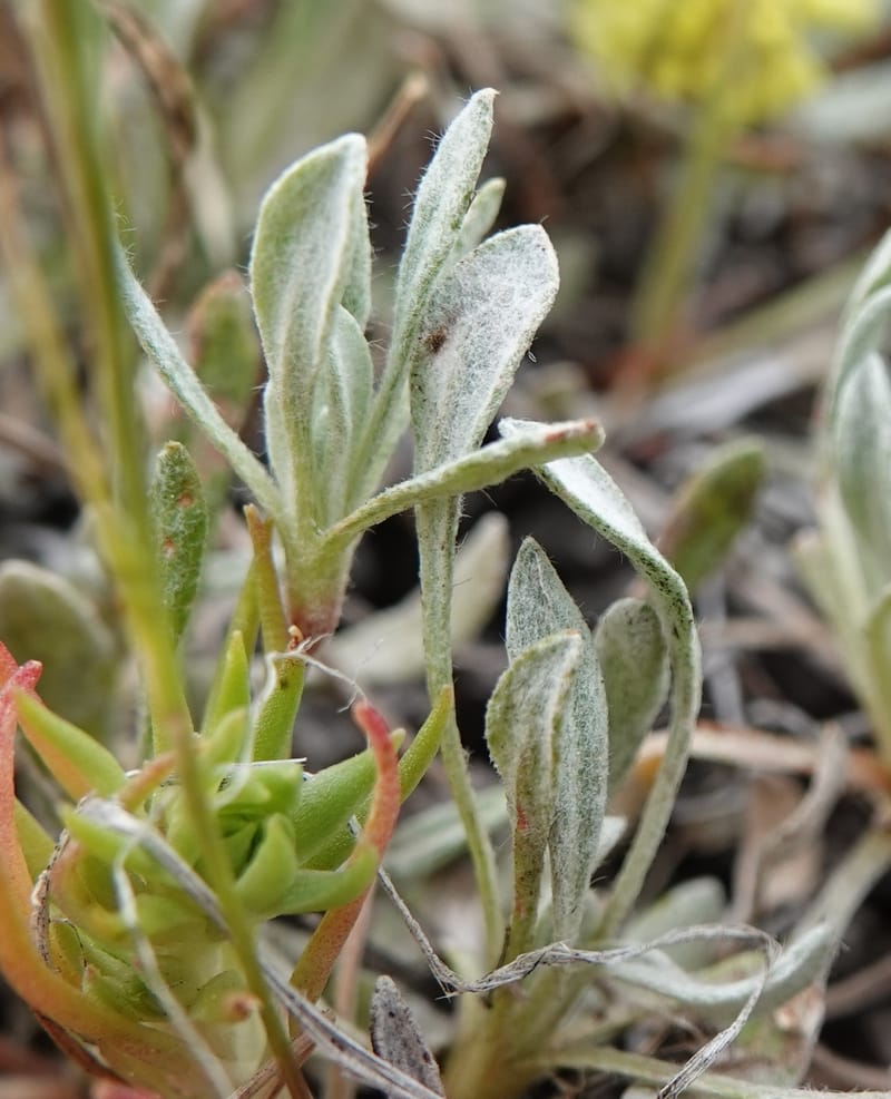 Eriogonum douglasii, C. Davidson 13770--Oregon. Wallowa Co. Upper Camp Creek Canyon. 4 Jun 2018. DSC04733 (107).JPG