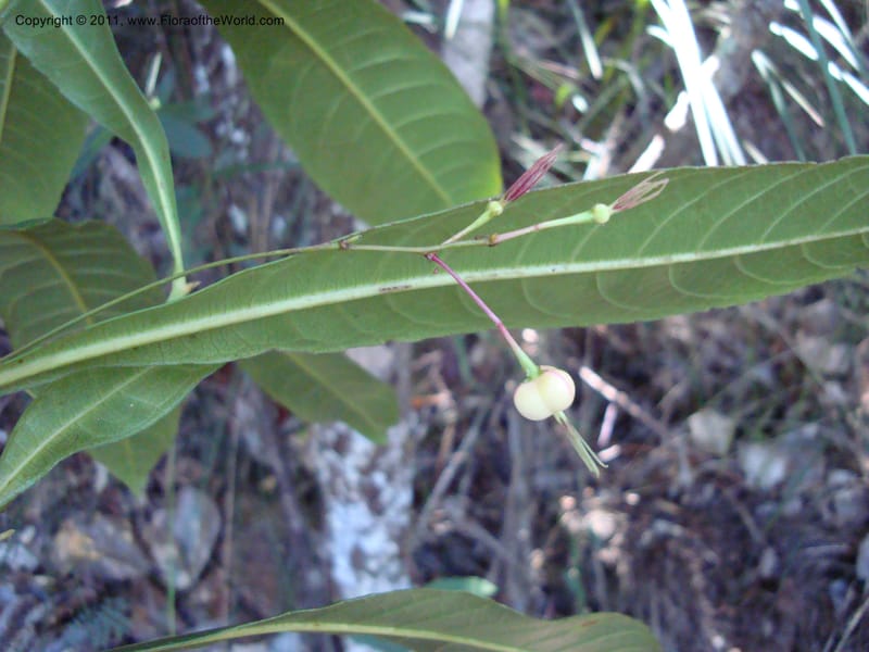 Cleidion, Munzinger, J 4654--New Caledonia, Province du Sud, Dumbea barrage 11 Nov 2007  (14).jpg