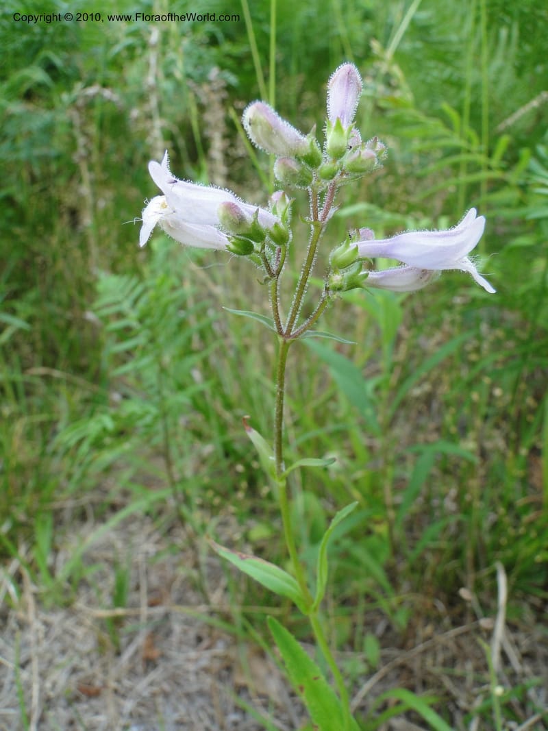 Penstemon laevigatus, Mori, S 27407, USA, North Carolina, Pender Co., Hwy 117, 3.9 miles N of Burgaw, 21 May 201 (9).JPG