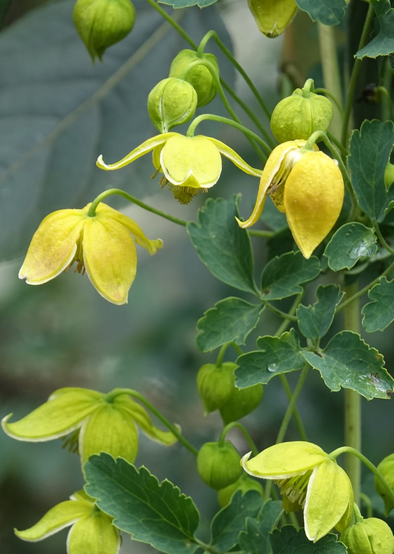 Clematis tangutica, Not collected--China. Sichuan. Yibailingba-gou. 12 Aug 2017. DSC04660 (455).JPG