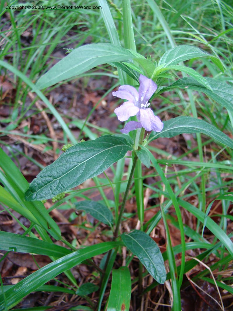 Ruellia caroliniensis--TX. Harris Co. Armand Bayou Nat. Ctr. 26 Apr 08. 046.jpg