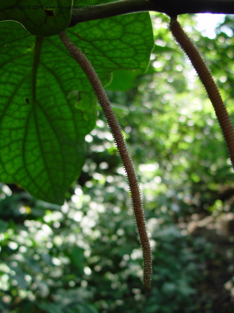 Piper obliquum, HGomezD254--MX. Chiapas. Mpo. Berriozbl. Rd. to Buena Vista. 15 Mch 03. 007.jpg