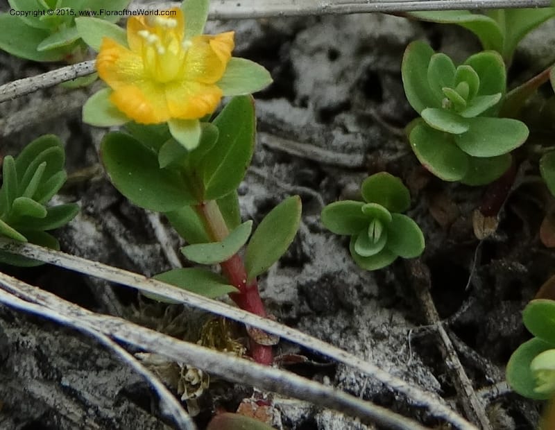 Hypericum anagalloides, Davidson, C 12613--ID. Valley Co. Squaw Meadows. 21 Jul 2014. DSC00973 (4).JPG