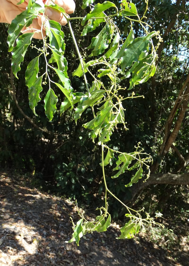 Ventilago, Bruy, D 114--New Caledonia. Tina. 10 Nov 2015. DSC00610 (120).JPG